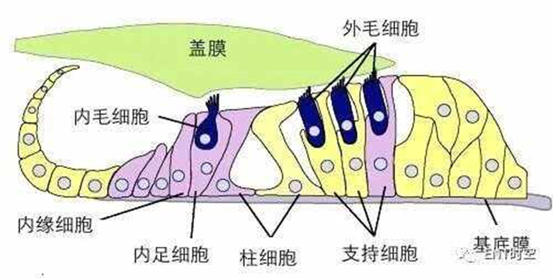 听力快讯丨研究揭开自然之谜：鱼类和蜥蜴如何再生听力-杭州听工场科技有限公司