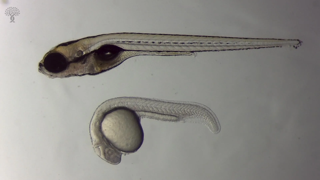 Zebrafish Study Identifies Separate Genetic Controls for Hair-Cell Regeneration