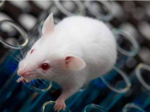 Chronic Stress Alters Auditory Responses in a Mouse Study