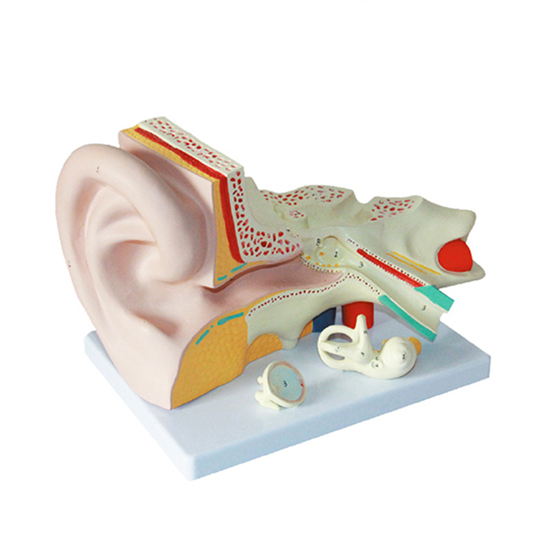 PVC Human Anatomical Eco-Friendly Training Teaching Middle Ear Anatomy Model Artificial Tingoton