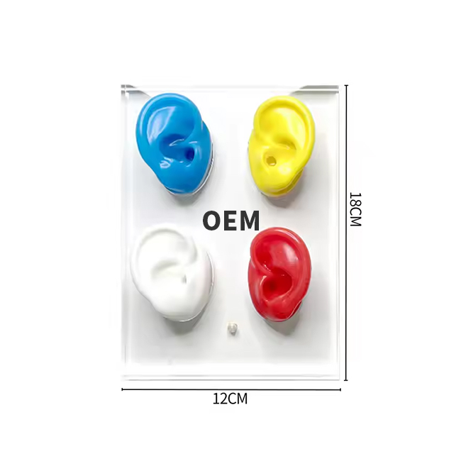 OEM/ODM Clear Acrylic Ear Display with Silicone Ear for Hearing Aids Stylish Head Style for Store Display